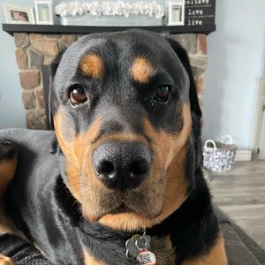 Meet your Posher, Jesse